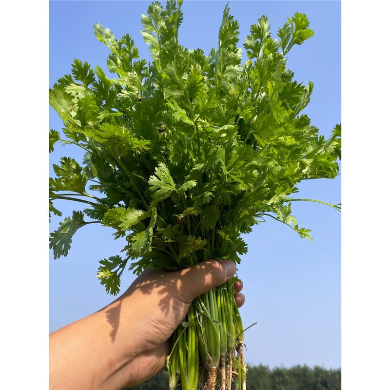 香菜种子大全农家香菜盆栽大叶芫荽种四季春夏秋香菜籽种老品种籽