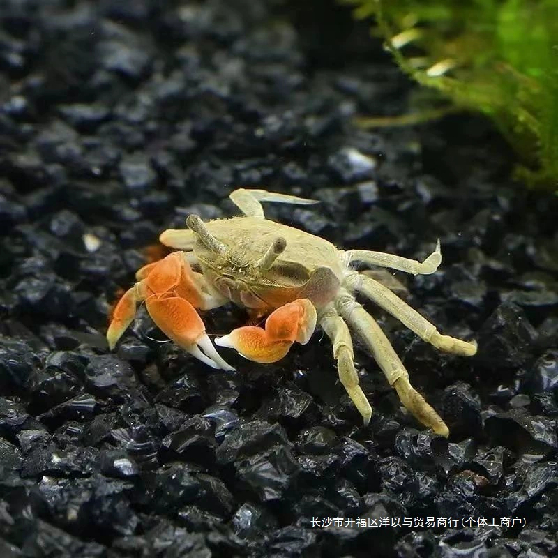 迷你辣椒蟹活体宠物螃蟹深水观赏蟹吃虫除藻淡水蟹鱼缸爬宠豆豆蟹