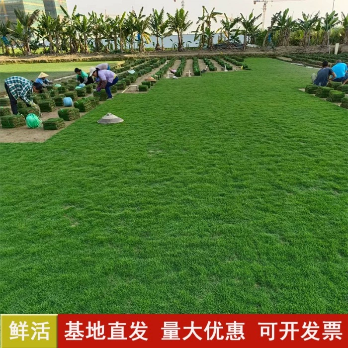 Натуральный газон с почвой для озеленения сада виллы, вечнозеленый газон для гольфа, тайваньский газон, манильский газон с почвой.
