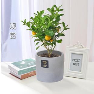 ���ʘ��玧��������Gֲ�����҃��̨ͥԺֲ���ļ��Y����ˮ���ʘ�