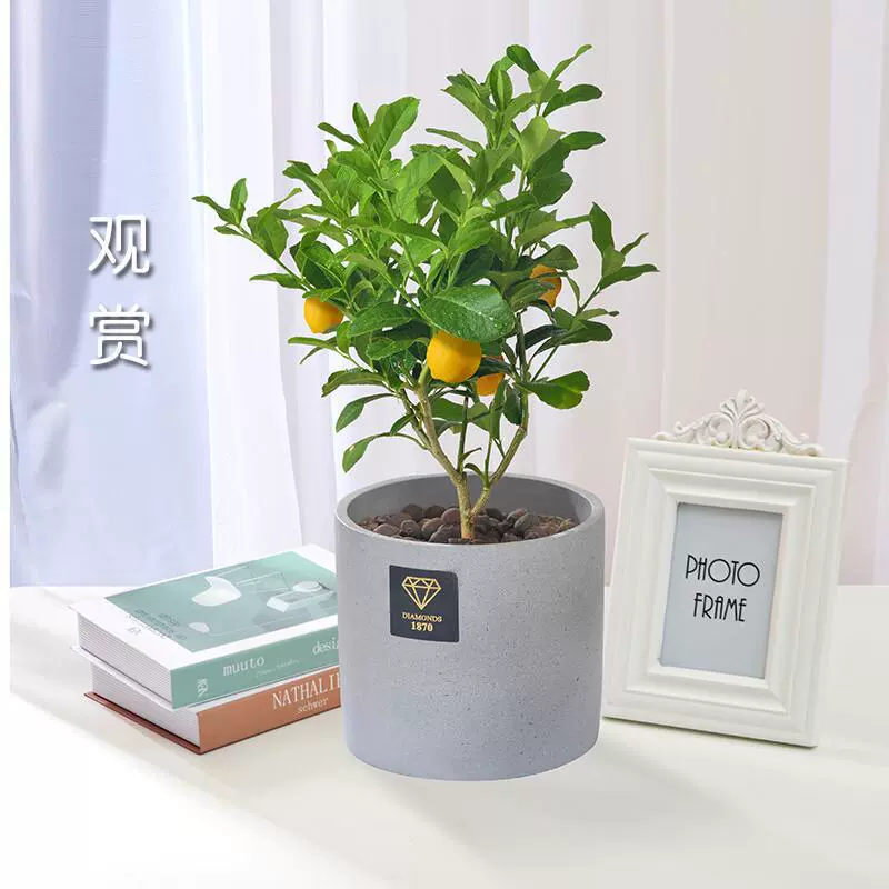 Лимонные саженцы с фруктами, лимонные саженцы, зеленые растения в горшках, комнатные растения для балкона, двора, четырехсезонные фруктовые духи, лимонное дерево