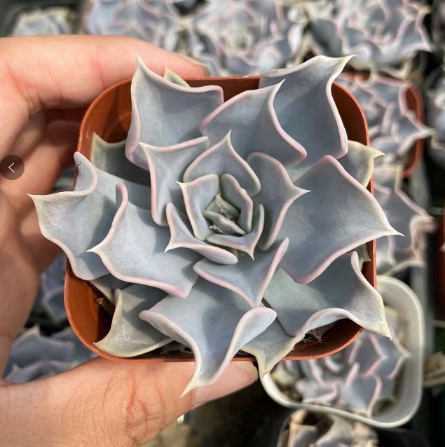 露娜莲6-8cm实拍