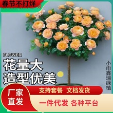 һ�����l�䘶�¼������ش󻨶仨��ֲ��ͥԺ�ļ��_õ�厧��������