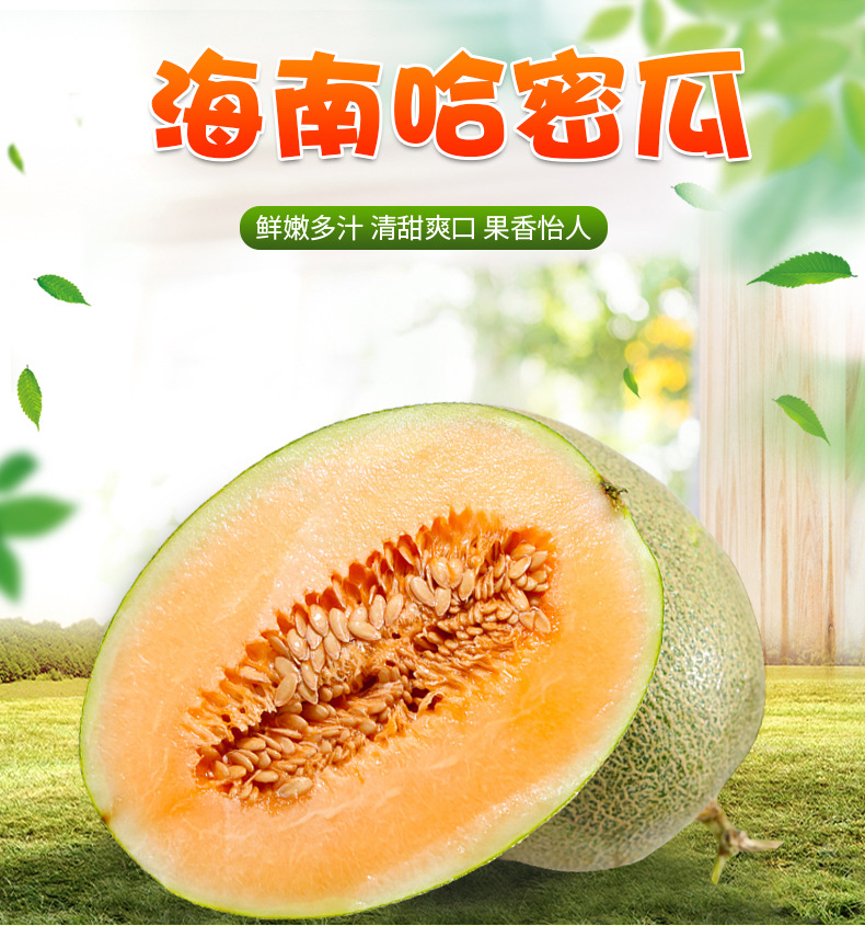 海南哈密瓜_01.jpg