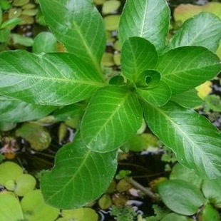 Ready Supply of Yellow Flower Water Dragon Taiwan Water Dragon Shallow Water Perennial Floating Leaf Plant Aquatic Flower
