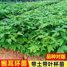 �V�����ں���h�N���в�ș����������ϴ�^��������ľ���������ɲ�