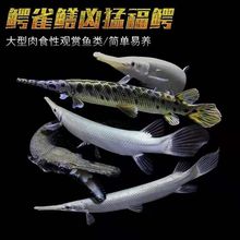 肉食鱼 肉食鱼品牌 图片 价格 肉食鱼批发 阿里巴巴