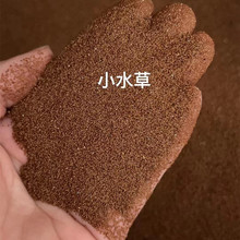 鱼缸水草种子小对叶迷你植物珍珠草大对叶陶粒砂水族箱造景真水草