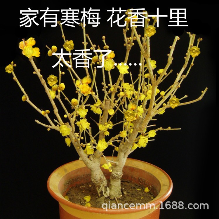 素心耐寒原生丛生腊梅花树苗盆栽腊梅花树苗地栽树桩庭院阳台种植