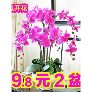 �����m���玧���������������m������͏d�҃�ֲ�ﻨ���ļ����B��