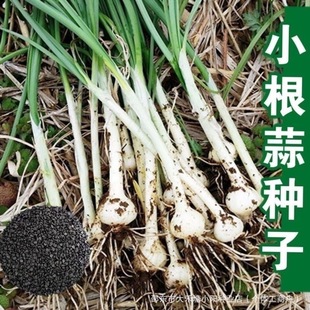 С����N��Ұ�[�N��ޯ�׷N�� �͟Ό�� �ļ��߲˷N���̨����