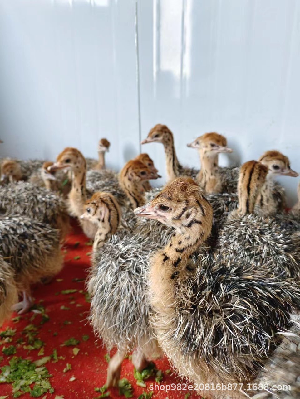 lADPKHCb2FrDuprNBQDNA8E_961_12