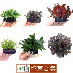 Cao Cao Clos Blood Heart Orchid Orchid Red Palace Green Palace Mini Dwarf Gearl Crazy Crazy ткани Человеческие бобы Mao Live Aquatic Purples Оптовые