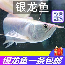 ��Ʒ�y���~�y���~����w�y���~�����~�^�p�~�Ꭷ��ˮ�Lˮ�~��ؔ�~