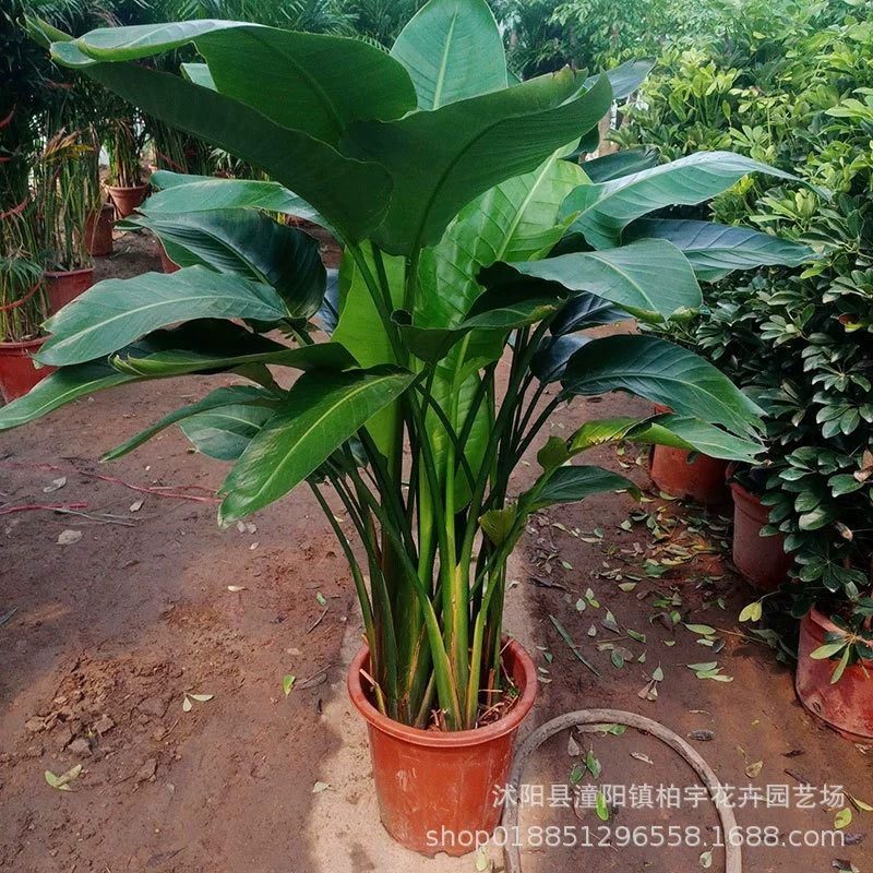 Cranewanglan райская птица комнатные горшечные растения Гостиная Офис цветы вечнозеленые Лиственные растения легко выращивать