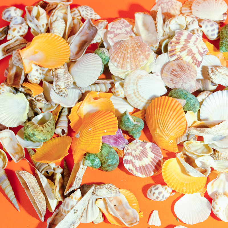 Accesorios de pecera de bricolaje, nuevas joyas, escenografía, mezcla de conchas naturales, caracoles, accesorios de flores marinas tridimensionales