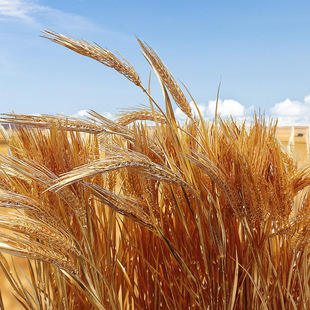 �S�������ɫ���ӷ��滨�_�I���w�Ĕz�������ϼٻ��bS�����l