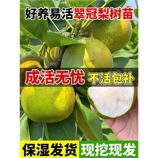 ��������������޽�ͥԺ�����ϱ��Nֲ�ش��ͺ����糬����Y��