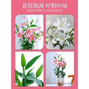 �ٺ��r��ˮ��ֲ����ˮ�ٺϻ��N�����Ԏ���������ֲ���҃Ȼ����B