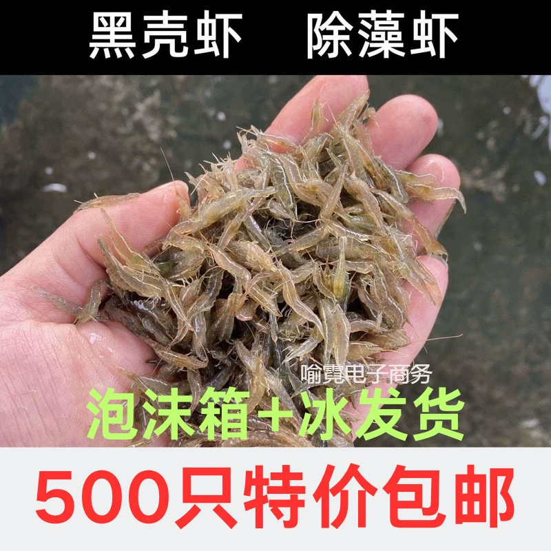 Черная ракушка, удаление водорослей, креветки, черепаха, корм для арована, свежая декоративная прозрачная вода, бесплатная доставка, инструмент для удаления водорослей, креветки, аквариум, удаление водорослей