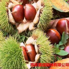 基地批发 大红袍板栗树苗 矮化嫁接栗子树苗 易成活