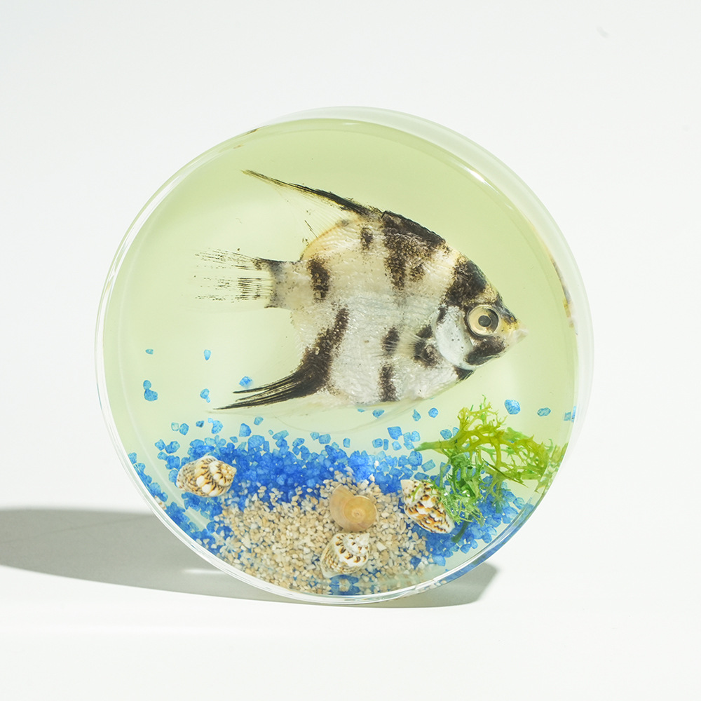 Luminous】Panda Angelfish