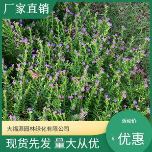 Base Wholesale Safflower Fine Leaf Cigar Purple Baby's Breath Gardening and Greening Projects with Large Favorably