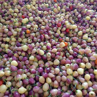 �V������r���خa�߲ʽ���ɫ���Fժ���r���\���ݽ��A��������׽�