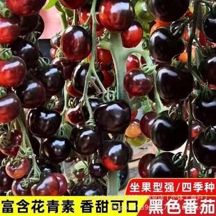 �����鷬�ѷN�ӷ��ѷN�����t���N���̨ͥԺ����ˮ���ļ��߲˷N��