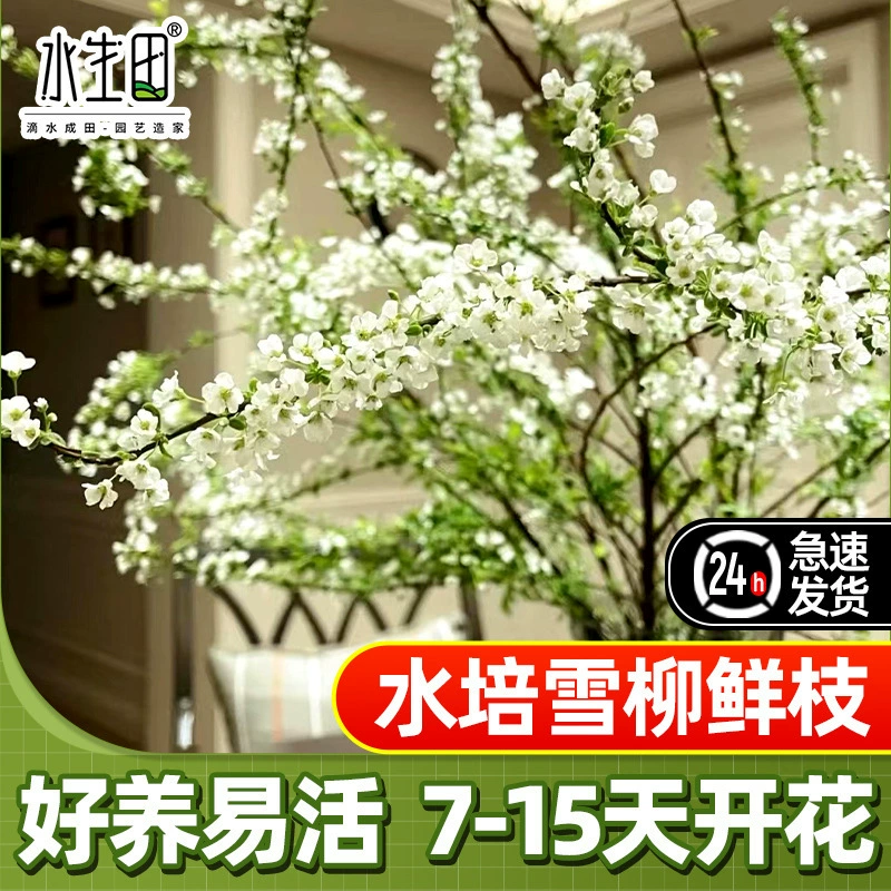 Сушеные ветви снежной ивы, свежие ветви для гидропонного выращивания, подвесные гидропонные растения-колокольчики, зеленые растения, драконья ива, большие горшечные растения, мертвые деревья оживают весной, сушеные ветви с двойными лепестками.