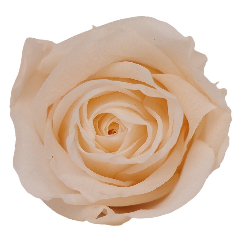 Clase B Flor eterna Rosa 2 3cm Día de San Valentín chino Flor eterna al por mayor DIY Yunnan 520 Regalo del día de la madre