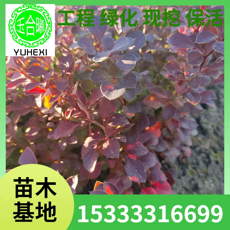 Фиолетовый лист бербериса, фиолетовая волновая изгородь, шар фиолетового листа бербериса, красный лист бербериса, садовое растение с цветными блоками
