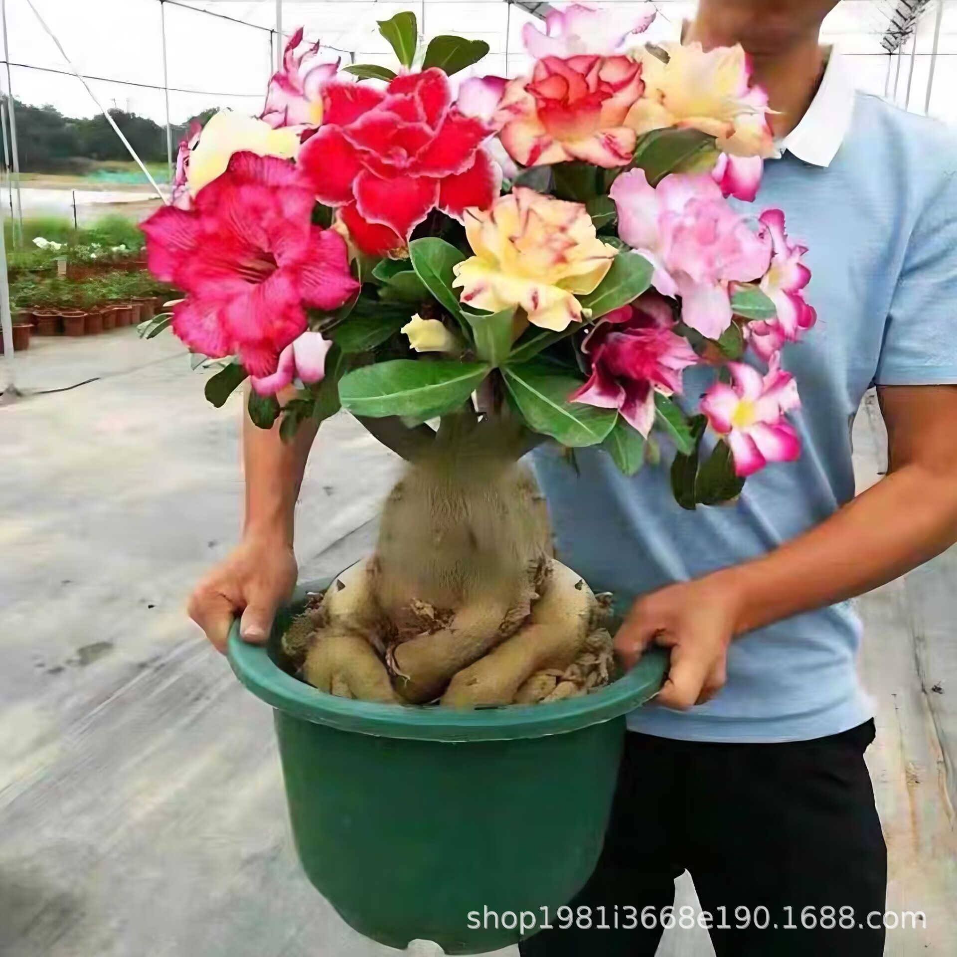 重瓣沙漠玫瑰花苗盆栽四季花卉绿植物老桩室内阳台小盆景开花不断