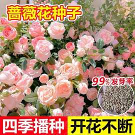 四季播种开花月季爬藤植物花籽室外庭院花卉种子爬墙蔷薇花种籽子