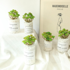 廠家假花 24叉仙人棵 仿真花室內綠植牆 微景觀多肉仿真MW17664