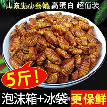 5斤蚕蛹农家新鲜干净桑蚕蛹生小蚕蛹茧蛹子山东产蛹蝉冷冻包批发