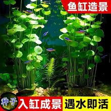 �~�X�ݲ��ѷN���~��ˮ�Bˮ�ݷN��ˮ��ֲ�ﻨ����ؔ�����҃ȳ��G