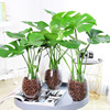 Turtle Bamboo Pot Potted Green Plants indoor living room Four Seasons Evergreen Large Leaf Hydroponic Plants