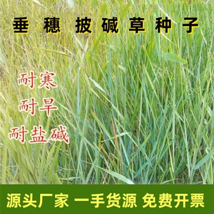 ���|�ݷN�ӿ��Lɳ�ͺ��ͺ����}�|�o�¹����G���������ļ����ݷN��