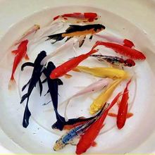 �t���Lβ���~���Pβ�^�p�~���B�ͻ��\���~��ˮ�~�ݽ��~