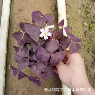 Cultivation of High-Quality Red-Flowered Green-Leaf Wood Sorrel and Purple-Leaf Wood Sorrel Qingzhou Flower and Grass Breeding Base Garden Project