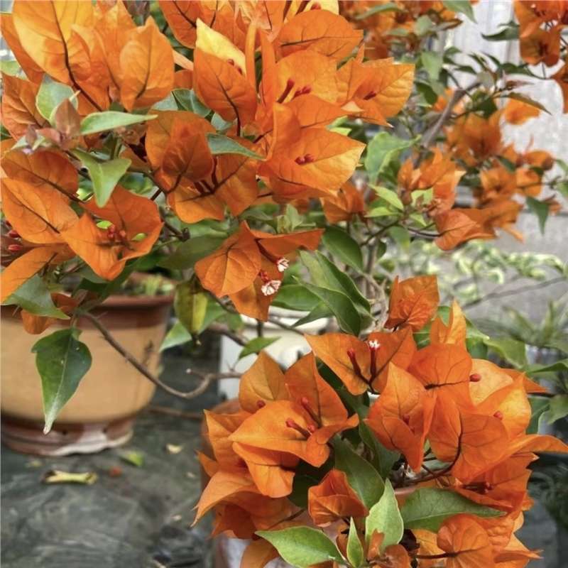 Ciruela triangular planta en maceta nueva variedad de flores de flores de rosa balcón patio aire purificado cuatro estaciones flores bonsai
