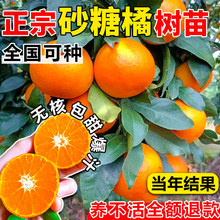 ɰ�ǽ��Ә��玧�����Թ��������۸����ϱ����Nֲɰ�����Ә����