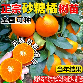 砂糖桔子树苗带果地栽果树盆栽蜜柑橘南北方种植砂糖橘子树果苗