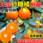 地栽盆栽种植桔子果苗