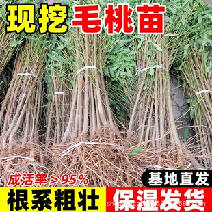 ë�����Ҙ����Ҙ���ľ���ϱ����ͺ��޽��Ҙ��������Ҙ�ԭ��������