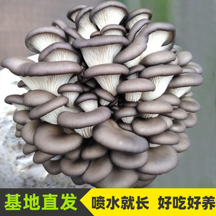 Ģ���Nֲ�����N�����ҷN�����㹽ʳ�ú�ƽ�����b��ͥ���������`֥