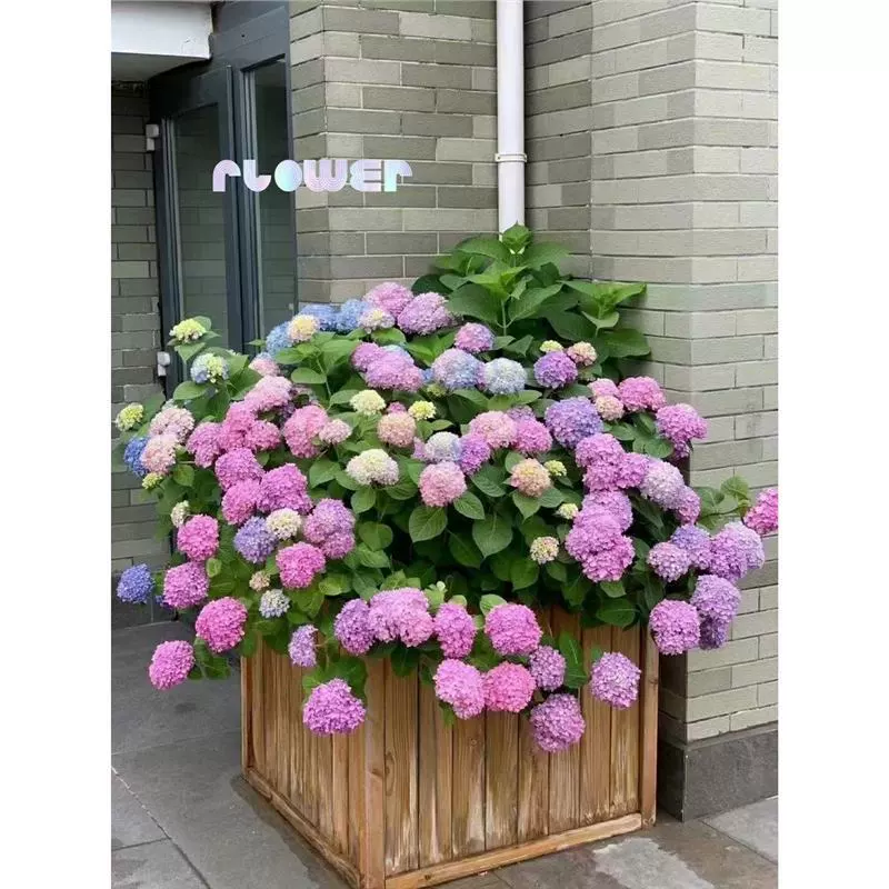 Бесконечная летняя гортензия рассада в горшке с цветочными бутонами