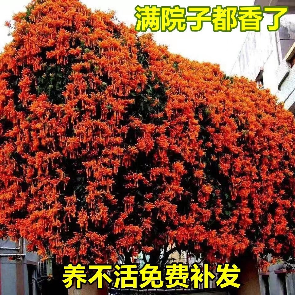 攀爬植物鞭炮花苗爬藤油麻藤炮仗花苗攀援花卉凌霄苗紫藤蔷薇包邮