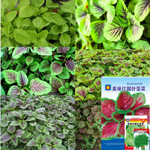 һ���߲˷N�����l�ܽ����˷N�S���{��ˮ�������߹������S��������